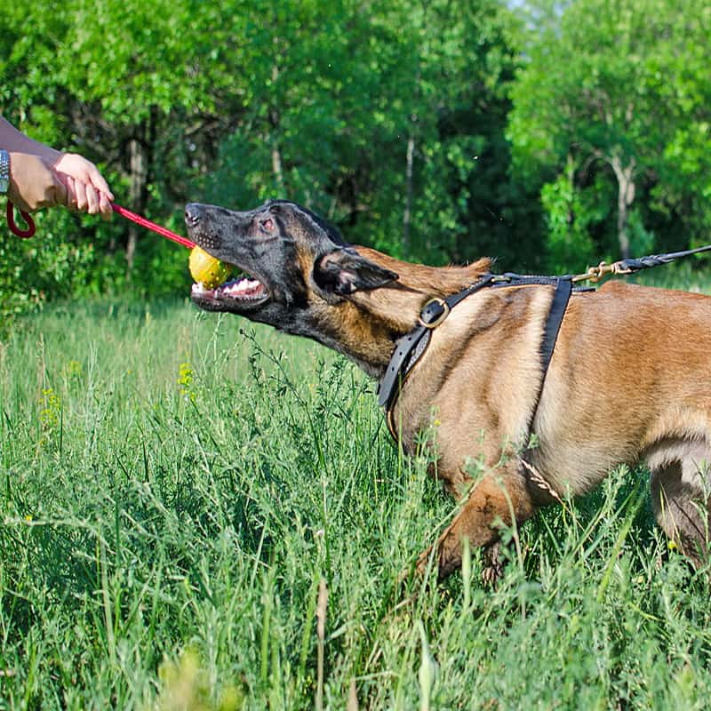 Большой резиновый мяч литой на веревке «Funny Dog» - TT5